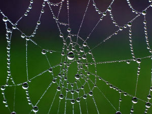 Влакна суперпаука јача и од кевлара