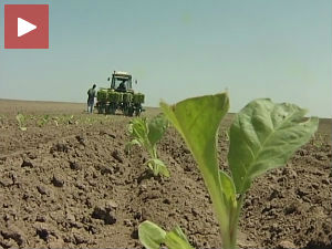 Киша и суша одређују цену дувана