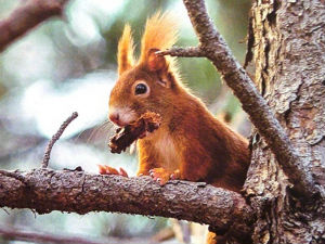 Добро јутро децо