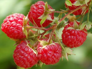 Добро јутро децо