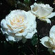 У Липолисту - о ружама, љубави и љубави према ружама
