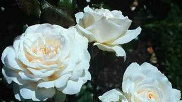 У Липолисту - о ружама, љубави и љубави према ружама