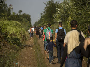 Немачка, избеглице грешком брале и јеле отровну гљиву