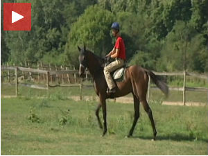 Спортска будућност Србије - Мистер Бас, енглески галопер