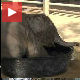 Слонче се купа у подне