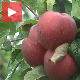 Македонци беру плодове узгајања јабука