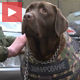 Руси представили нови „панцир“ за полицијске псе