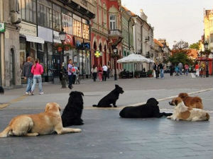 Суботичани сакупили храну за напуштене псе и мачке