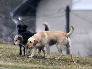 Уједи паса луталица Србију 2015. коштали осам милиона евра