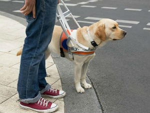 РИК: Грађани могу да уђу на бирачко место са псом водичем