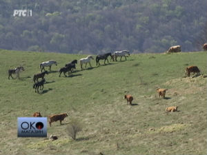 Сафари на Старој планини