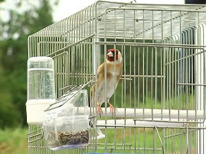 У Крушевцу се птице такмиче у певању