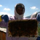 Сасвим природно: Органски мед