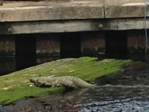 Крокодил у Темзи?