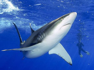 Седам ловаца на ајкуле из исте породице убијено у Мексику