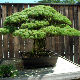 Дрво преживело Хирошиму, напунило 391 годину, а и даље расте