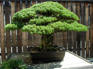 Дрво преживело Хирошиму, напунило 391 годину, а и даље расте