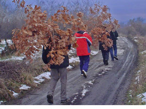 Од злата јабука