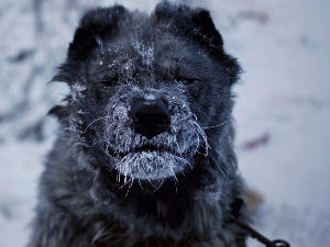 Фотографисање на минус 40 степени