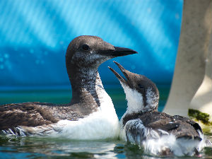 Топла вода у Пацифику крива за помор морских птица