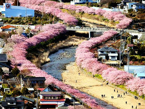 Трешње процветале у Јапану и обојиле град у ружичасто