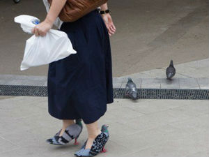 Јапанска обућарка: Обујте голубове!