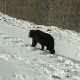 Сасвим природно: Срби медведима не верују