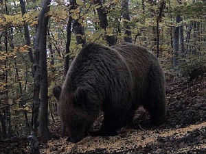 Сасвим природно: Први комшија - медвед