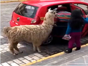 Чак на Тибет живи лама...