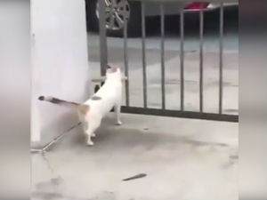 Мачка против ограде