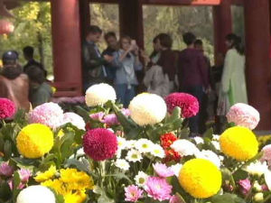 У Кини су хризантеме симбол среће