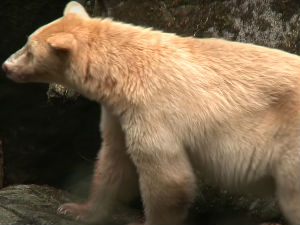 Оваквог меду још нисте видели - бели гризли снимљен у Канади