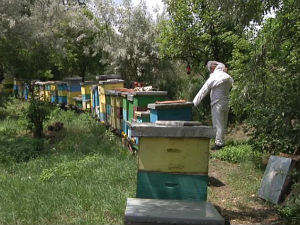 И љубав према меду преноси се са генерације на генерацију