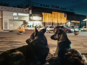 Дванаест премијера у такмичарском програму „Белдокса“