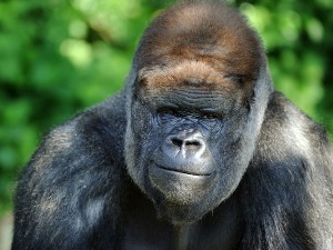 Казна од 11 година затвора за убиство гориле