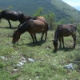 Врхове Суве планине красе крда слободних коња