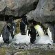 Добре вести: Царских пингвина је ипак више него што смо мислили