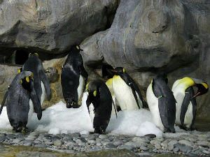 Добре вести: Царских пингвина је ипак више него што смо мислили