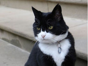 Време је за пензију -  мачак  британског министарства  одлази