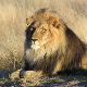 Рођени слободни, а све их је мање – популација лавова мања за 43 одсто