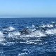 Спектакуларан стампедо 300 делфина код Калифорније