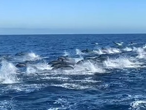 Спектакуларан стампедо 300 делфина код Калифорније