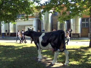 Како су српске млекаре прокрчиле пут до Кине