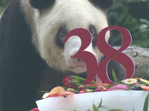Најстарија панда у заточеништву прославила 38. рођендан