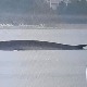 Грдосија коначно пронађена, 15 метара дугачак кит перајар снимљен у Јадрану