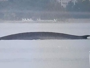 Грдосија коначно пронађена, 15 метара дугачак кит перајар снимљен у Јадрану