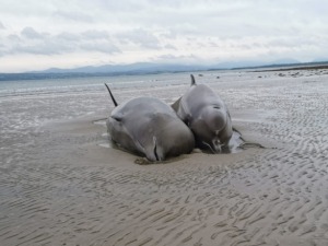 Угинули скоро сви китови који су се насукали на северу Ирске