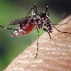 Флорида пушта 750 милиона генетски модификованих комараца