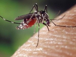 Флорида пушта 750 милиона генетски модификованих комараца