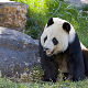Џиновска панда стигла на свет у зоо-врту у Вашингтону